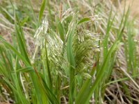 Lamarckia aurea 8, Pluimstaartje, Saxifraga-Ed Stikvoort