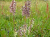 Lamarckia aurea 9, Pluimstaartje, Saxifraga-Ed Stikvoort