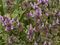 Lamium amplexicaule 11, Hoenderbeet, Saxifraga-Jan van der Straaten