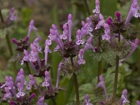Lamium amplexicaule 12, Hoenderbeet. Saxifraga-Willem van Kruijsbergen