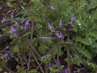 Lamium amplexicaule 14, Hoenderbeet, Saxifraga-Willem van Kruijsbergen
