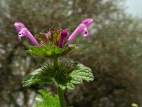 Lamium amplexicaule 17, Hoenderbeet, Saxifraga-Ed Stikvoort