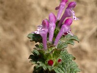 Lamium amplexicaule 2, Hoenderbeet, Saxifraga-Marijke Verhagen