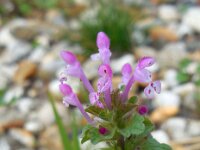 Lamium amplexicaule 21, Hoenderbeet, Saxifraga-Ed Stikvoort
