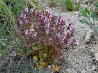 Lamium amplexicaule 22, Hoenderbeet, Saxifraga-Ed Stikvoort