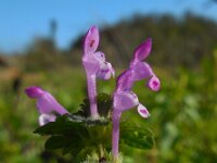 Lamium amplexicaule 25, Hoenderbeet, Saxifraga-Ed Stikvoort