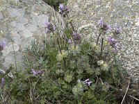 Lamium amplexicaule 28, Hoenderbeet, Saxifraga-Willem van Kruijsbergen