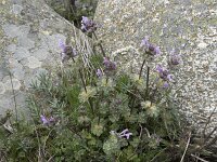 Lamium amplexicaule 29, Hoenderbeet, Saxifraga-Willem van Kruijsbergen