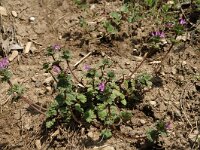 Lamium amplexicaule 3, Hoenderbeet, Saxifraga-Marijke Verhagen
