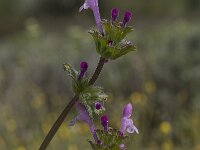 Lamium amplexicaule 4, Hoenderbeet, Saxifraga-Willem van Kruijsbergen