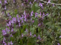 Lamium amplexicaule 6, Hoenderbeet, Saxifraga-Willem van Kruijsbergen