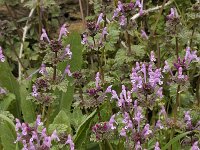 Lamium amplexicaule 9, Hoenderbeet, Saxifraga-Jan van der Straaten