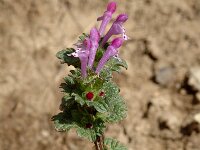 Lamium amplexicaule 1, Hoenderbeet, Saxifraga-Marijke Verhagen