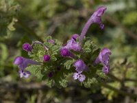 Lamium amplexicaule 10, Hoenderbeet, Saxifraga-Willem van Kruijsbergen