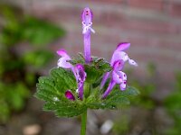 Lamium amplexicaule 13, Hoenderbeet, Saxifraga-Peter Meininger