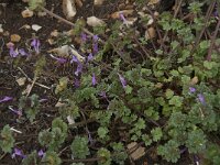 Lamium amplexicaule 15, Hoenderbeet, Saxifraga-Willem van Kruijsbergen