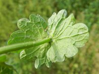 Lamium amplexicaule 16, Hoenderbeet, Saxifraga-Rutger Barendse