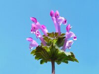 Lamium amplexicaule 18, Hoenderbeet, Saxifraga-Ed Stikvoort