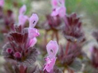 Lamium amplexicaule 19, Hoenderbeet, Saxifraga-Ed Stikvoort
