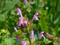 Lamium amplexicaule 20, Hoenderbeet, Saxifraga-Ed Stikvoort