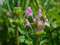 Lamium amplexicaule 23, Hoenderbeet, Saxifraga-Ed Stikvoort