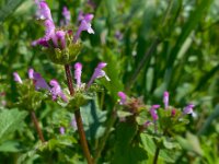 Lamium amplexicaule 24, Hoenderbeet, Saxifraga-Ed Stikvoort