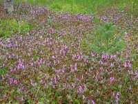 Lamium amplexicaule 26, Hoenderbeet, Saxifraga-Ed Stikvoort
