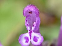 Lamium amplexicaule 27, Hoenderbeet, Saxifraga-Sonja Bouwman  Hoenderbeet - Lamium amplexicaule - Lamiaceae familie; Embalse de Canales - Granada (Es)