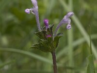 Lamium amplexicaule 5, Hoenderbeet, Saxifraga-Willem van Kruijsbergen