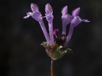 Lamium amplexicaule 7, Hoenderbeet, Saxifraga-Jan van der Straaten