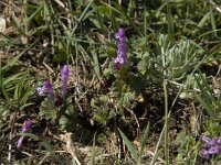 Lamium amplexicaule 8, Hoenderbeet, Saxifraga-Willem van Kruijsbergen