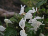 Lamium bifidum 2, Saxifraga-Rutger Barendse