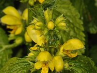 Lamiastrum galeobdolon #47148 : Lamiastrum galeobdolon, Gele dovenetel