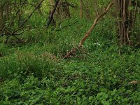 Lamium galeobdolon 26, Gele dovenetel, Saxifraga-Hans Boll