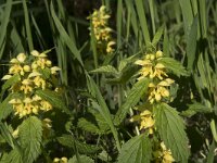 Lamium galeobdolon 41, Gele dovenetel, Saxifraga-Willem van Kruijsbergen