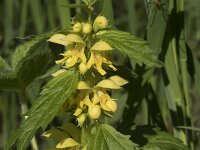 Lamium galeobdolon 42, Gele dovenetel, Saxifraga-Willem van Kruijsbergen