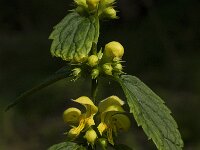Lamium galeobdolon ssp galeobdolon 20, Gele dovenetel, Saxifraga-Willem van Kruijsbergen