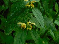 Lamium galeobdolon ssp montanum 38, Saxifraga-Ed Stikvoort
