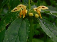 Lamium galeobdolon ssp montanum 39, Saxifraga-Ed Stikvoort