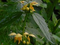 Lamium galeobdolon ssp montanum 40, Saxifraga-Ed Stikvoort