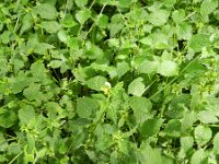 Lamium galeobdolon ssp montanum 43, Saxifraga-Rutger Barendse