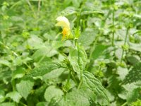 Lamium galeobdolon ssp montanum 44, Saxifraga-Rutger Barendse