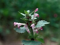 Lamium garganicum 4, Saxifraga-Jan van der Straaten
