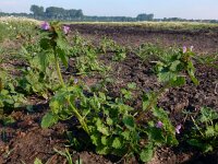 Lamium hybridum 29, Ingesneden dovenetel, Saxifraga-Ed Stikvoort