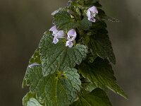Lamium hybridum 4, Ingesneden dovenetel, Saxifraga-Jan van der Straaten