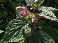 Lamium ovata 2, Saxifraga-Rutger Barendse