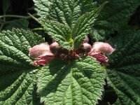 Lamium ovata 3, Saxifraga-Rutger Barendse