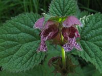 Lamium ovata 4, Saxifraga-Rutger Barendse