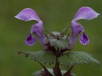 Lamium purpureum 10, Paarse dovenetel, Saxifraga-Willem van Kruijsbergen