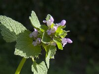 Lamium purpureum 11, Paarse dovenetel, Saxifraga-Jan van der Straaten